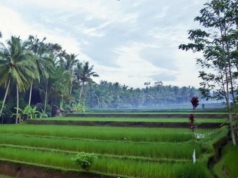 Uma Kama * Ubud